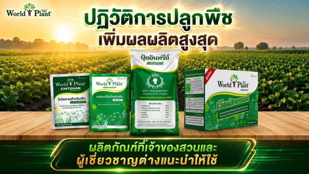 #สามเกลอเวิลด์แพลนท์ #ฟื้นฟูต้นโทรม
#ไคโตซานสำหรับพืช #ปุ๋ยอินทรีย์